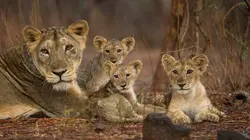 L'Inde sauvage Les déserts