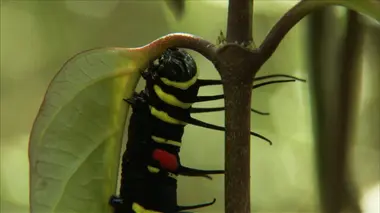 Créatures insolites