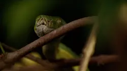 L'Indonésie sauvage La mousson
