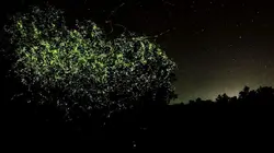 L'Indonésie sauvage La mousson