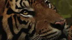 L'Indonésie sauvage Des animaux démesurés