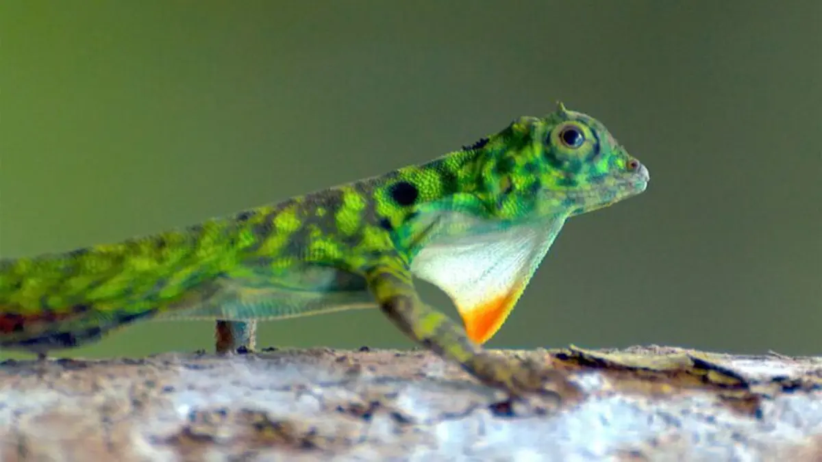 L'Indonésie sauvage Le territoire des dragons