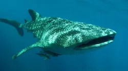 L'Indonésie sauvage  Des animaux démesurés