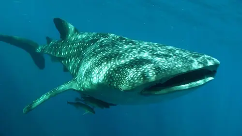 L'Indonésie sauvage Des animaux démesurés