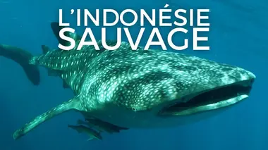 Des animaux démesurés