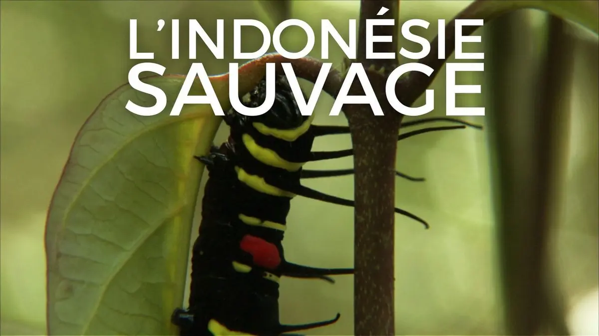 L'Indonésie sauvage Créatures insolites