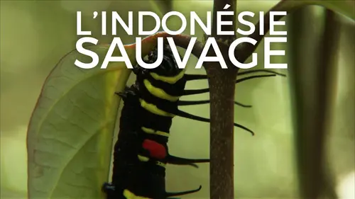 L'Indonésie sauvage Créatures insolites