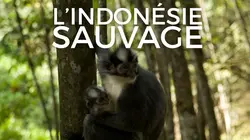 Sur Ushuaïa TV à 20h50 : L'Indonésie sauvage