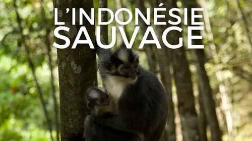 L'Indonésie sauvage Archipel volcanique