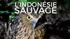 L'Indonésie sauvage