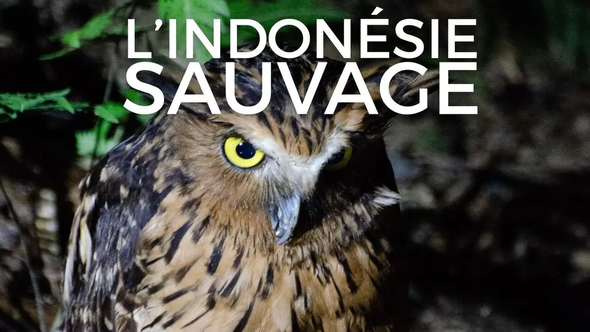 L'Indonésie sauvage La mousson