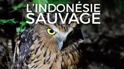 Sur Ushuaïa TV à 21h45 : L'Indonésie sauvage