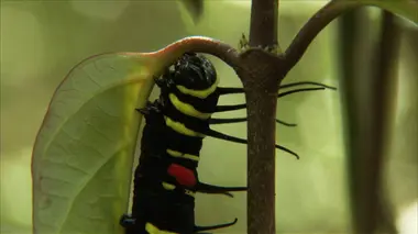 Créatures insolites