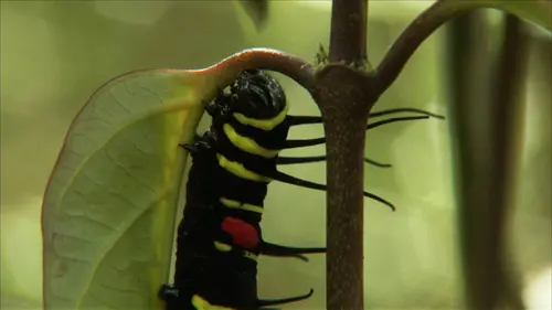 L'Indonésie sauvage S01E04 Créatures insolites