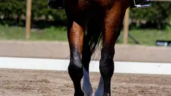 L'intégrale des courses