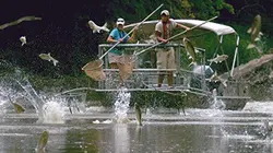 Visuel de L'invasion de la carpe volante