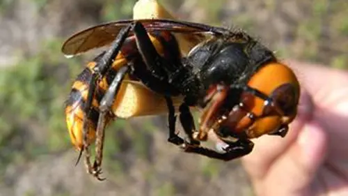 L'invasion des frelons géants