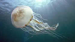L'invasion des méduses