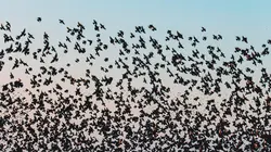 L'invisible poésie de la nature