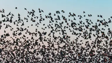 L'invisible poésie de la nature