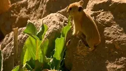 Visuel de L'Iran du sud au nord