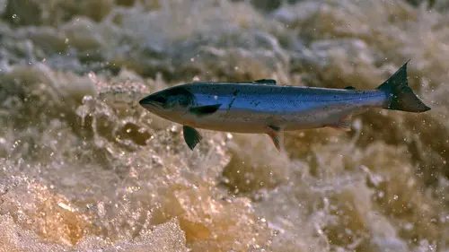 L'Irlande du bout du monde