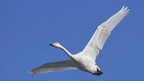 L'Irlande sauvage en quatre saisons E02 Hiver