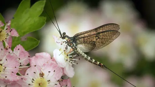 L'Irlande sauvage en quatre saisons E03 Printemps