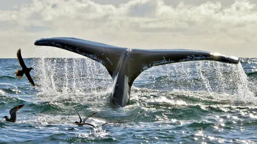 L'Irlande sauvage en quatre saisons E04 Été