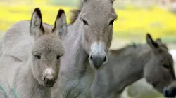 L'Italie entre ciel et mer