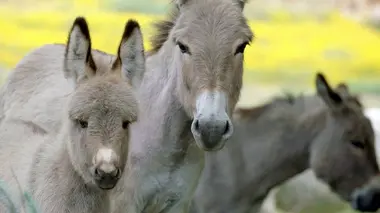 La Sardaigne côté ouest