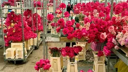 L'ivresse des fleurs