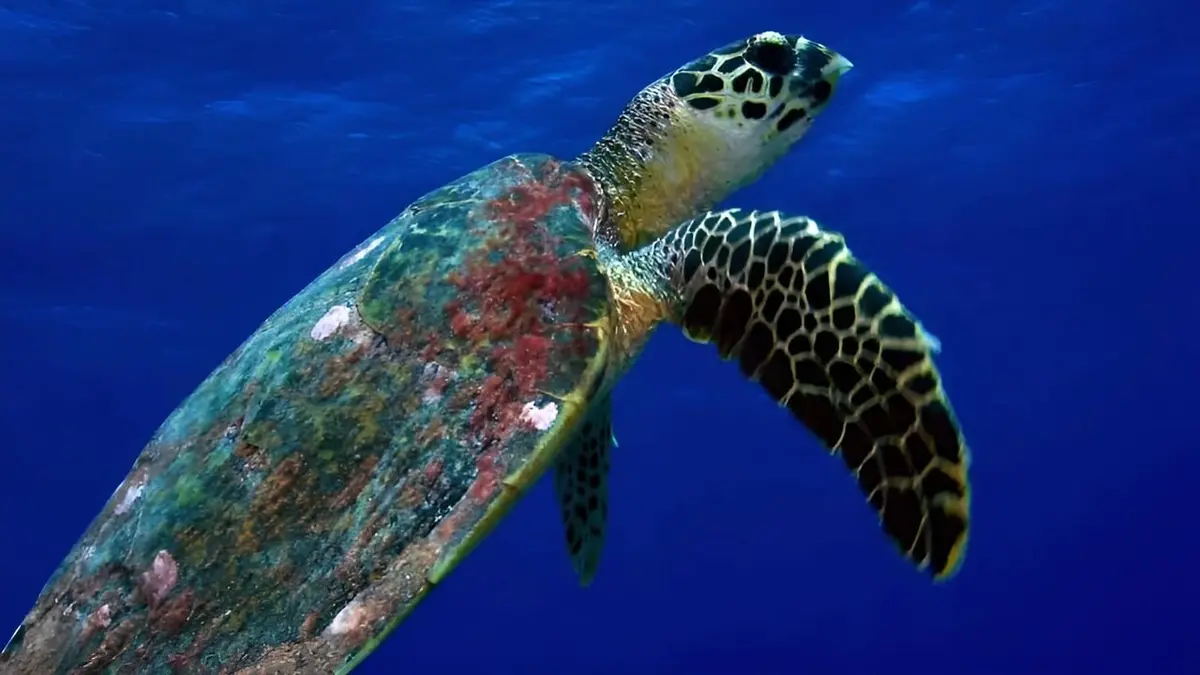 L'oasis de corail des Tuamotu