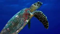 L'oasis de corail des Tuamotu