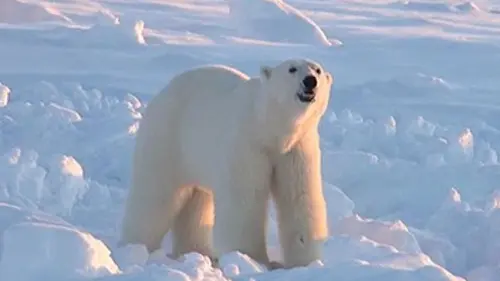L'obsession de l'ours