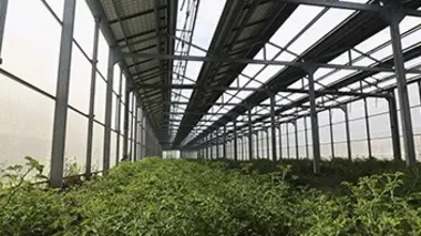 Réunion : l'agrinergie, le trésor de La Réunion