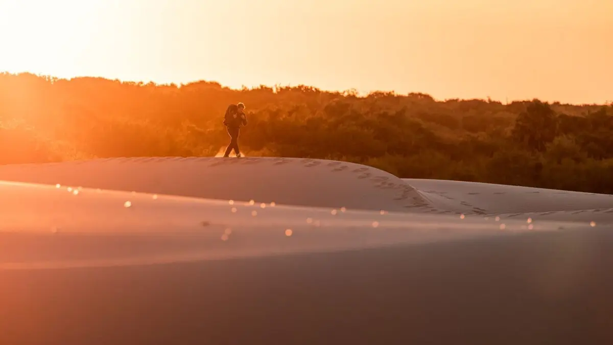 L'ocelot, un félin en danger