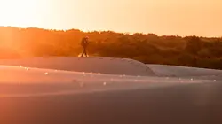 L'ocelot, un félin en danger