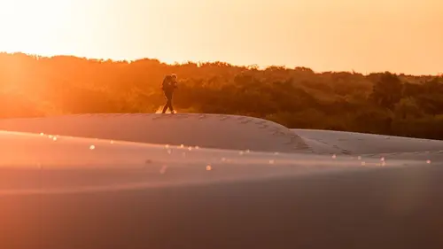 L'ocelot, un félin en danger