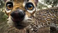 L'ocelot, un félin en danger