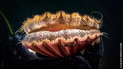 L'odyssée de la coquille Saint-Jacques