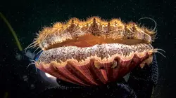 L'odyssée de la coquille Saint-Jacques