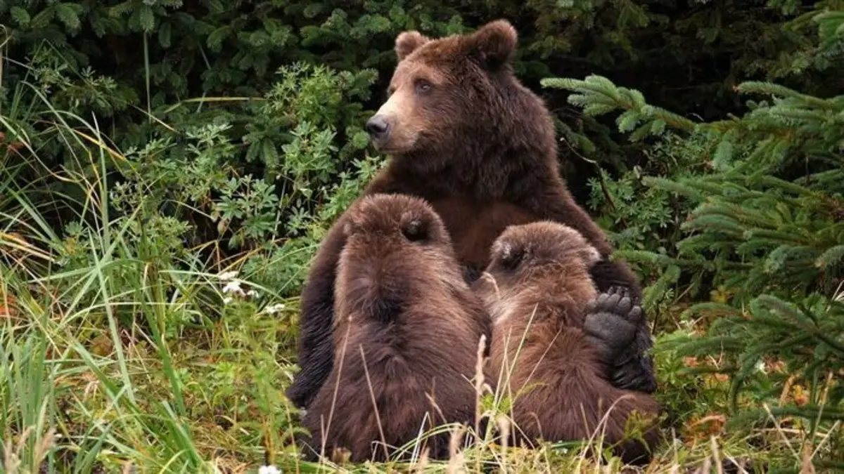 L'odyssée des animaux Le voyage de l'ours d'Amérique du Nord