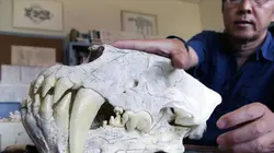 L'odyssée des animaux