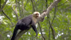 L'odyssée des animaux