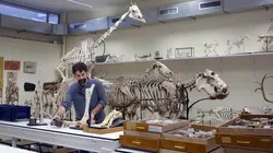 L'odyssée des animaux