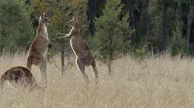 L'odyssée des animaux Le voyage du kangourou d'Australie