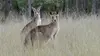 L'odyssée des animaux S01E05 Le voyage du kangourou d'Australie (2022)