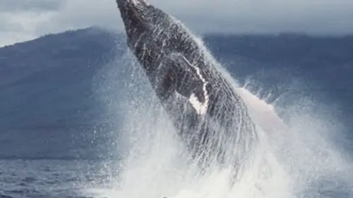 Épisodes de L'odyssée des baleines à bosse