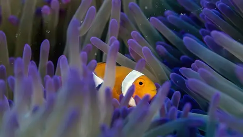 L'odyssée des baleines à bosse